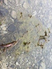 Potamogeton crispus