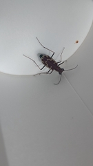 Ellipsoptera marutha