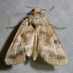 Hexorthodes accurata