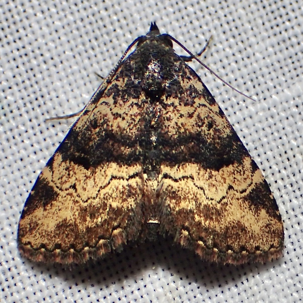 Metalectra edilis