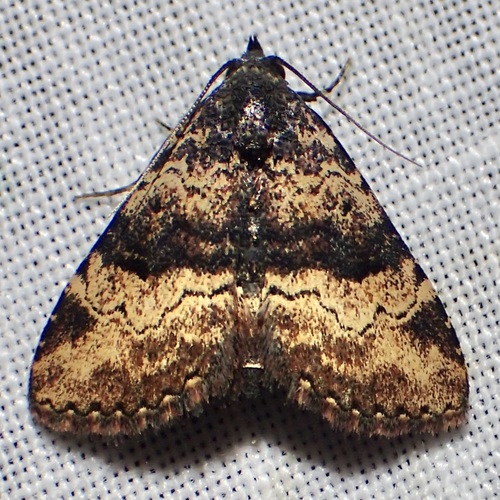 Metalectra edilis