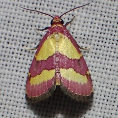 Phoenicophanta bicolor