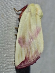 Thurberiphaga diffusa