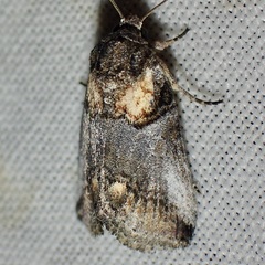 Aleptina clinopetes