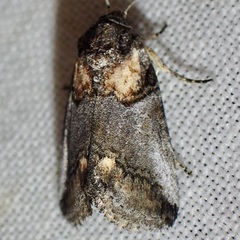 Aleptina clinopetes