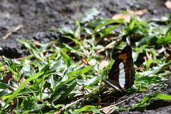 Adelpha serpa