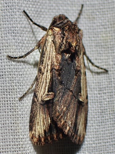 Dichagyris cataclivis photo 2