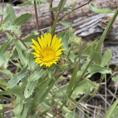 Grindelia subalpina