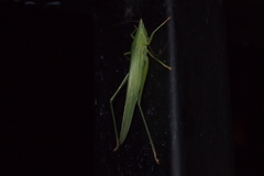 Euconocephalus varius