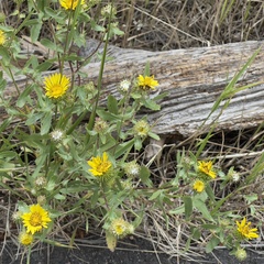 Grindelia subalpina