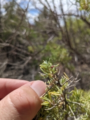 Protaplonyx sarcobati