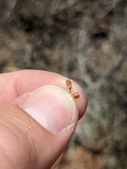 Protaplonyx sarcobati