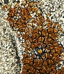 Acarospora macrospora