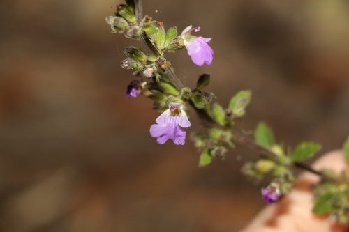 Image of Anisomeles moschata by (c) Greg Tasney, some rights reserved (CC BY-SA)