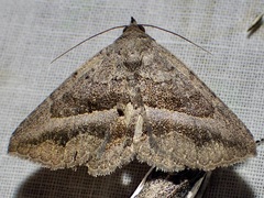 Lesmone griseipennis