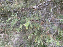 Juniperus phoenicea