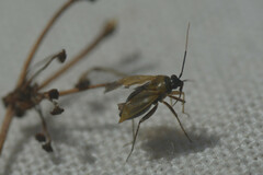 Heteroptera