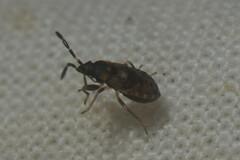 Heteroptera