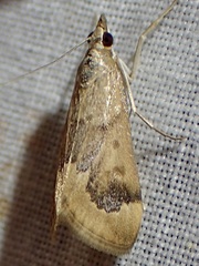 Loxostege typhonalis