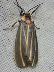 Haematomis uniformis