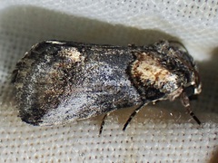 Aleptina clinopetes