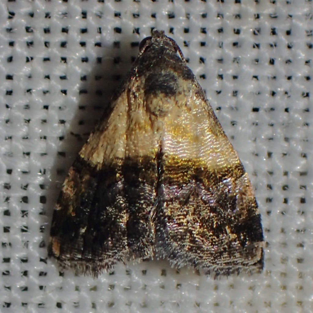 Tripudia luda