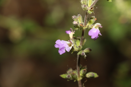 Anisomeles moschata (Anisomeles moschata)