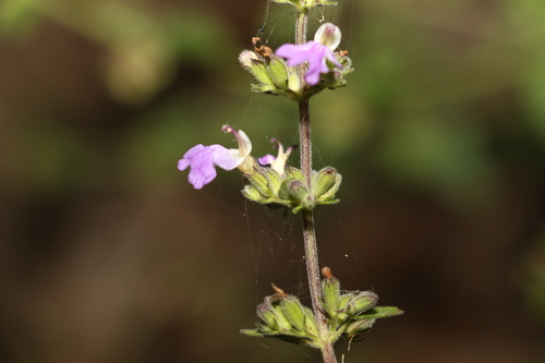 Image of Anisomeles moschata by (c) Greg Tasney, some rights reserved (CC BY-SA)