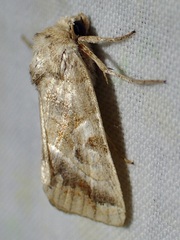 Hexorthodes accurata