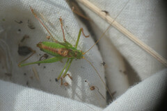 Leptophyes punctatissima