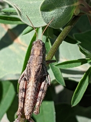 Melanoplus oreophilus