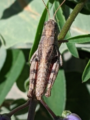 Melanoplus oreophilus