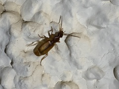 Polistichus connexus