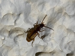 Polistichus connexus