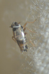 Hyledelphax elegantulus