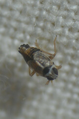 Hyledelphax elegantulus