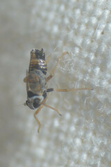 Hyledelphax elegantulus