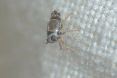 Hyledelphax elegantulus