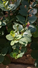 Capparis