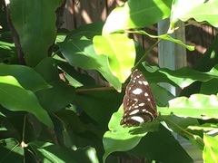 Phaedyma shepherdi