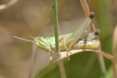 Pseudochorthippus parallelus