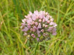 Allium angulosum