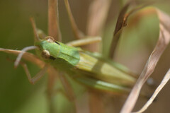 Pseudochorthippus parallelus