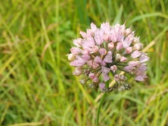 Allium angulosum