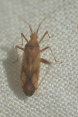 Heteroptera