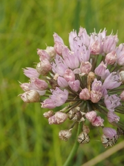 Allium angulosum