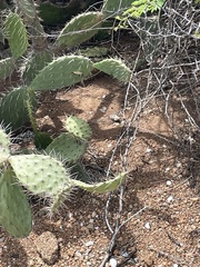 Opuntia caracassana