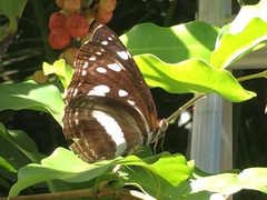 Phaedyma shepherdi
