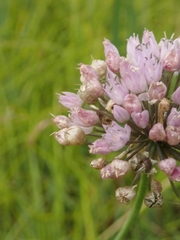 Allium angulosum