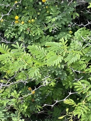 Vachellia tortuosa